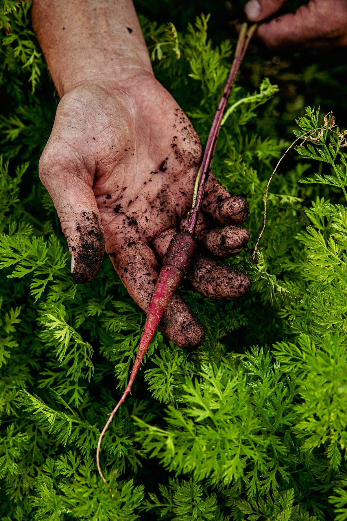 hand harvest root