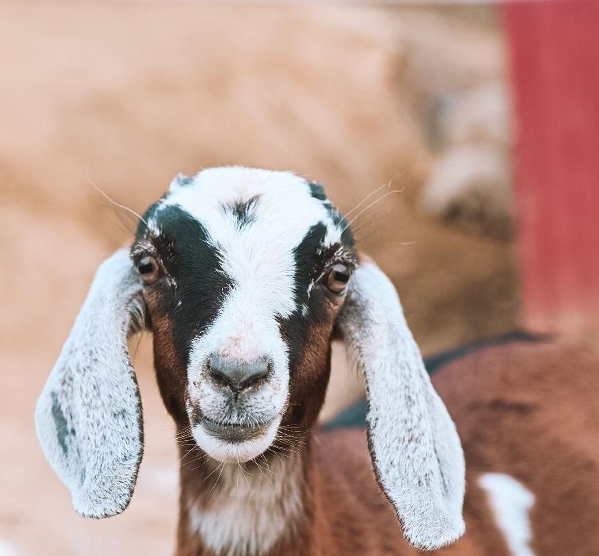 spriggy goat wide