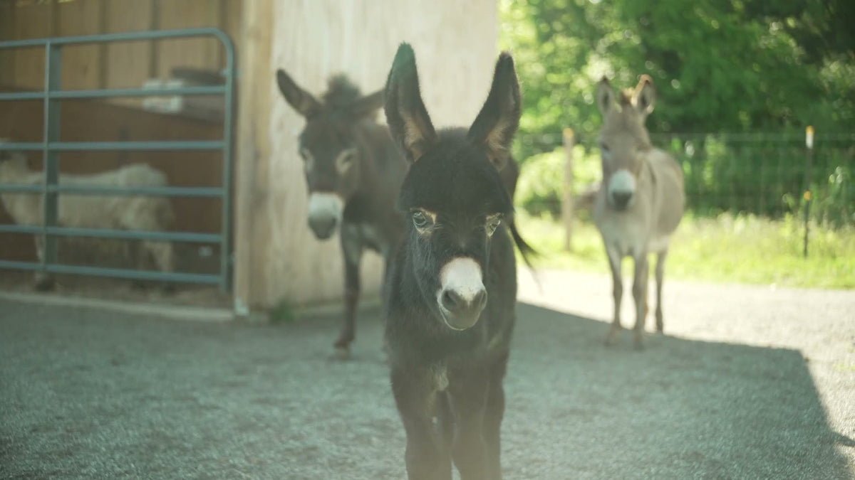 baby donkey poster