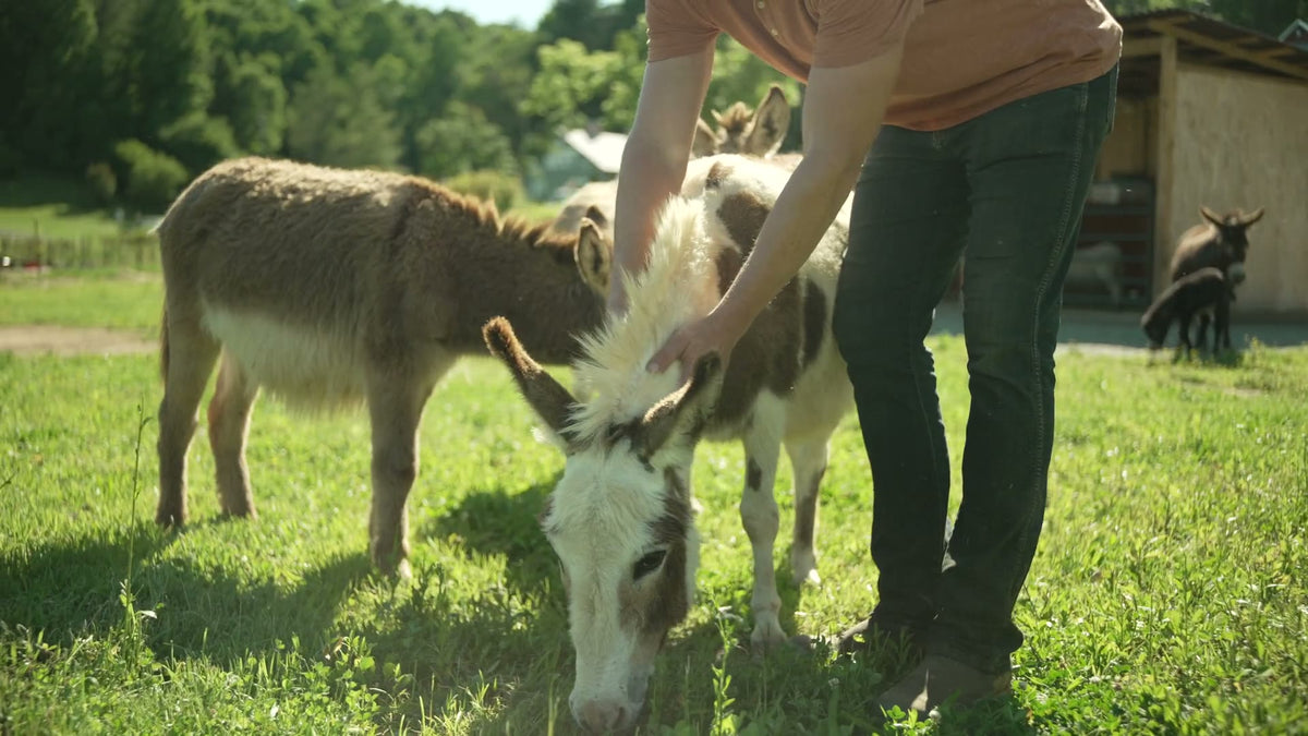 feeding donkeys poster