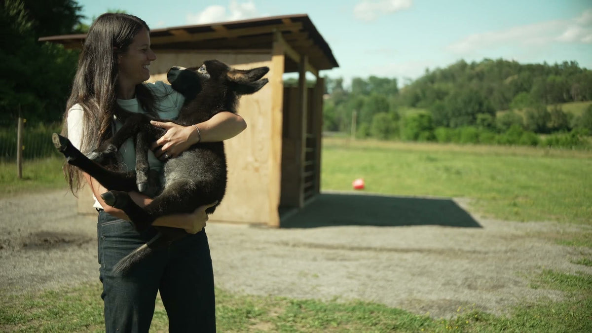 fran baby goat poster