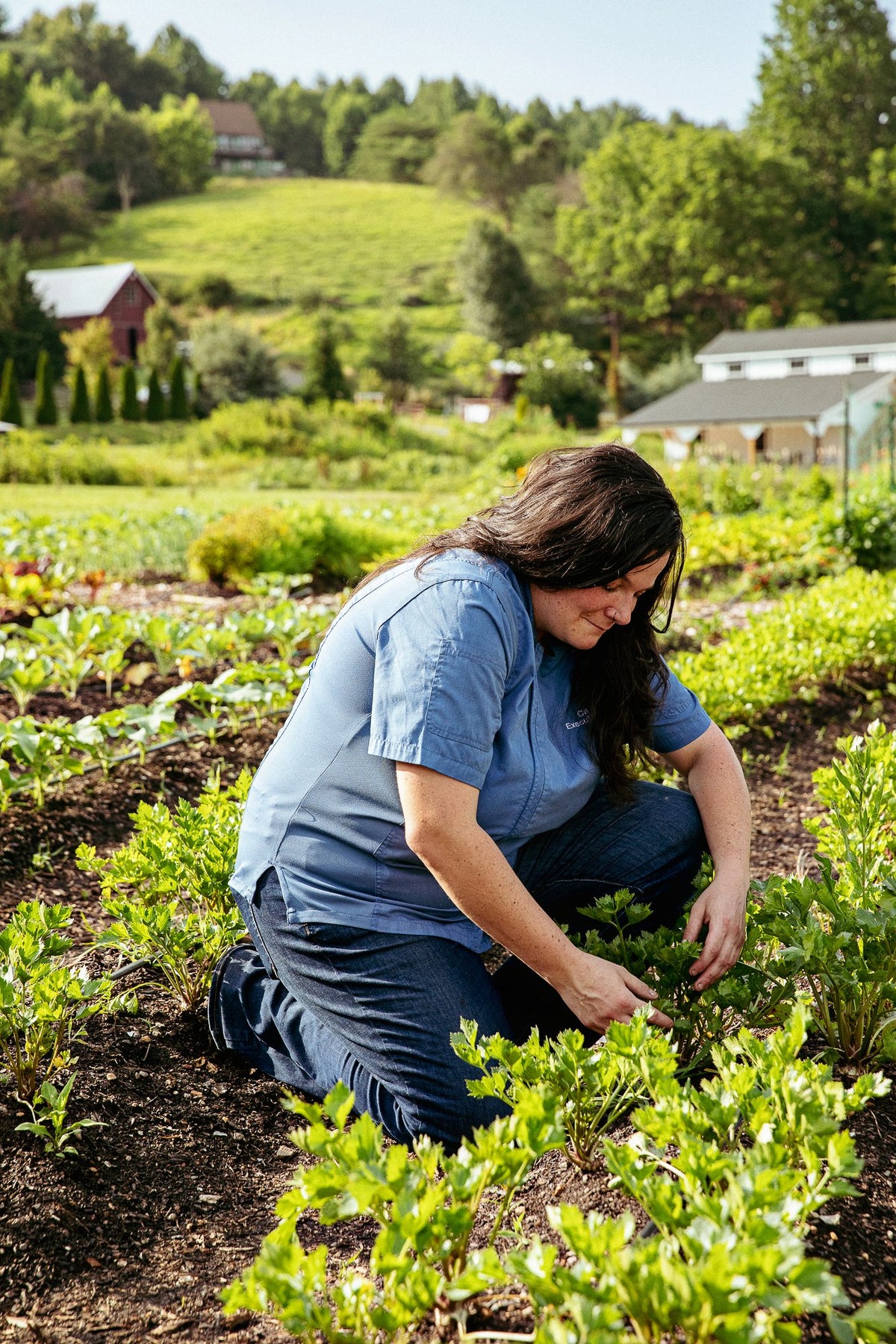 fran harvest rows