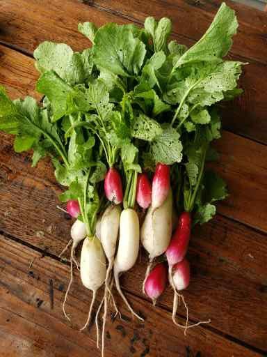 harvest radishes
