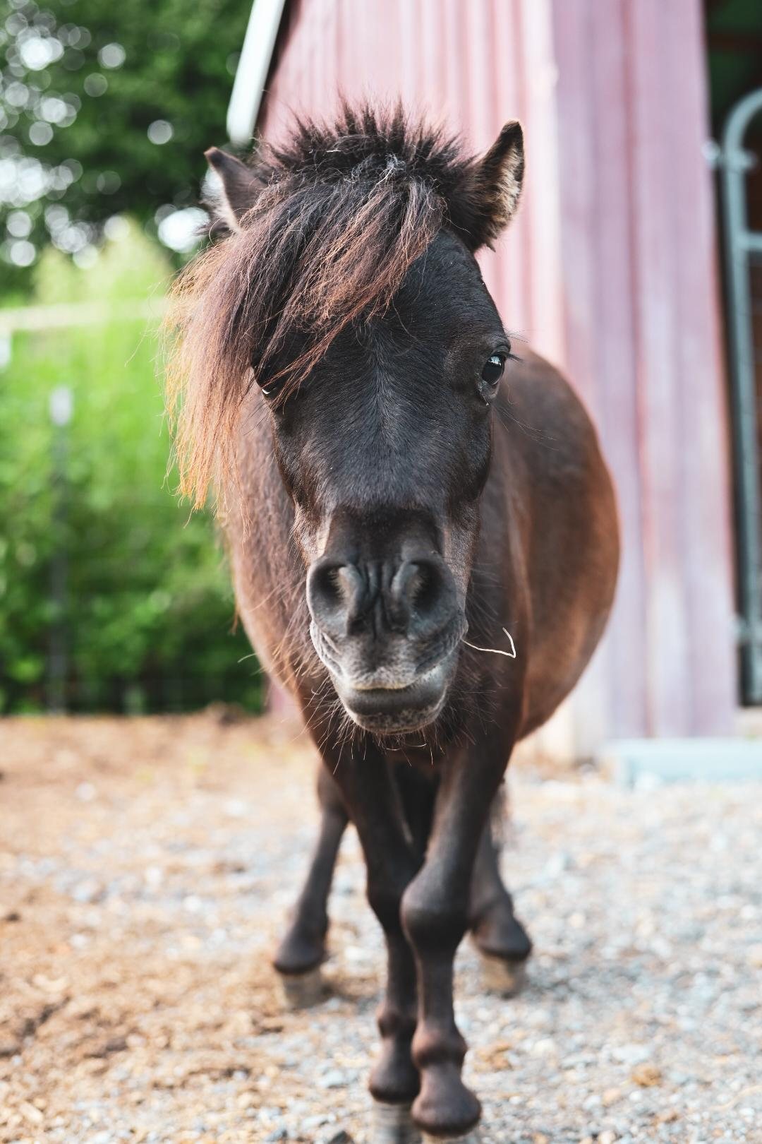 hershey pony