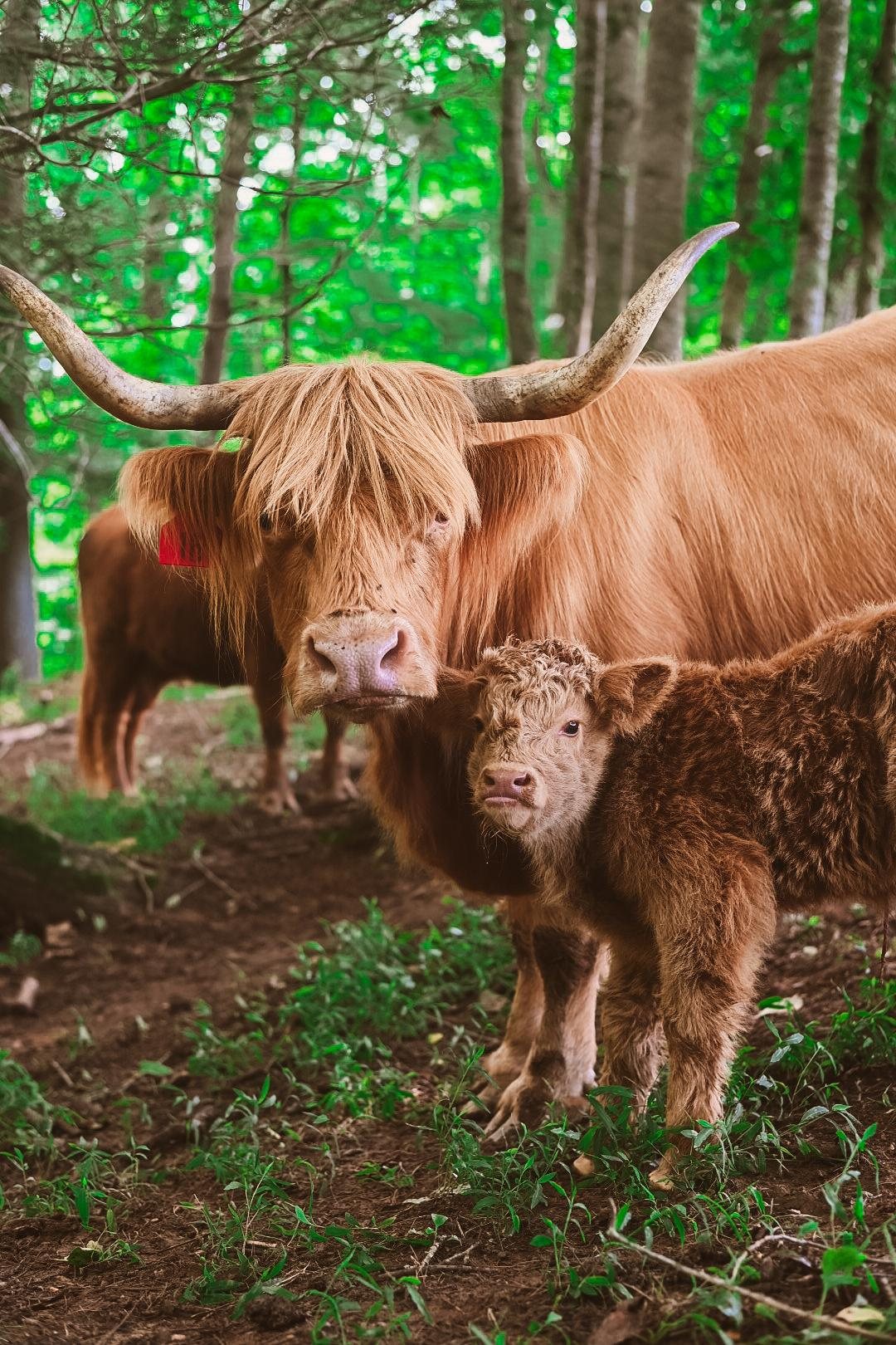 highland cow calf 1