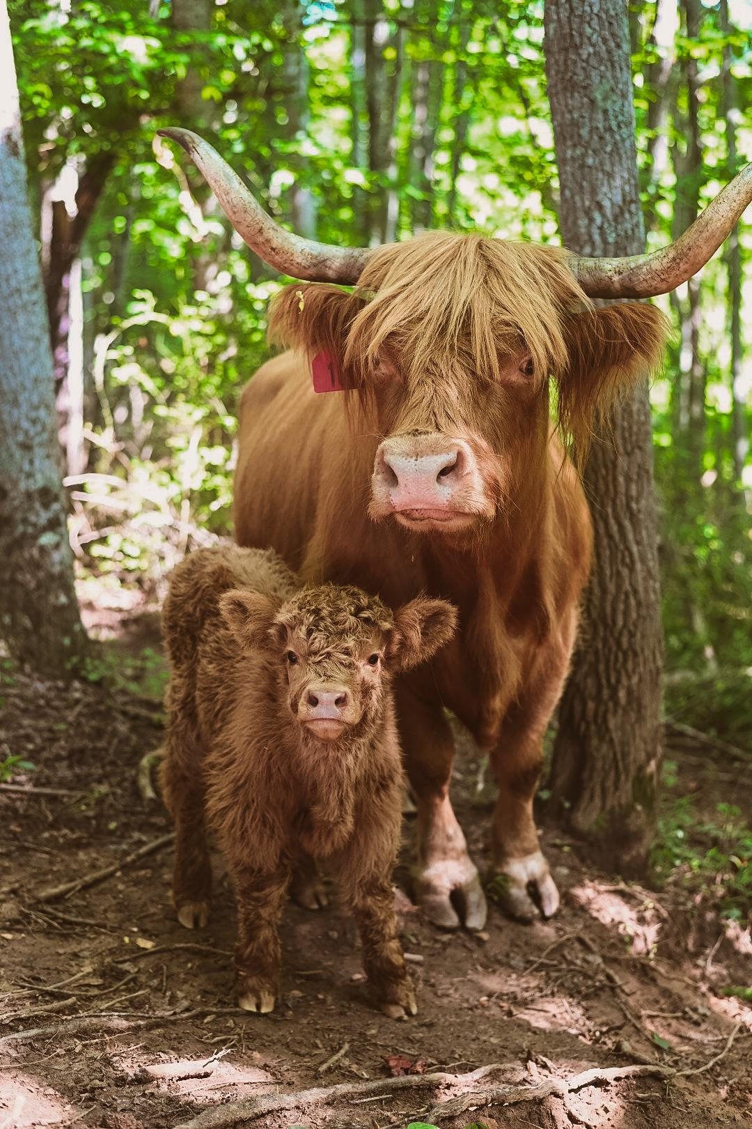 highland cow calf 2