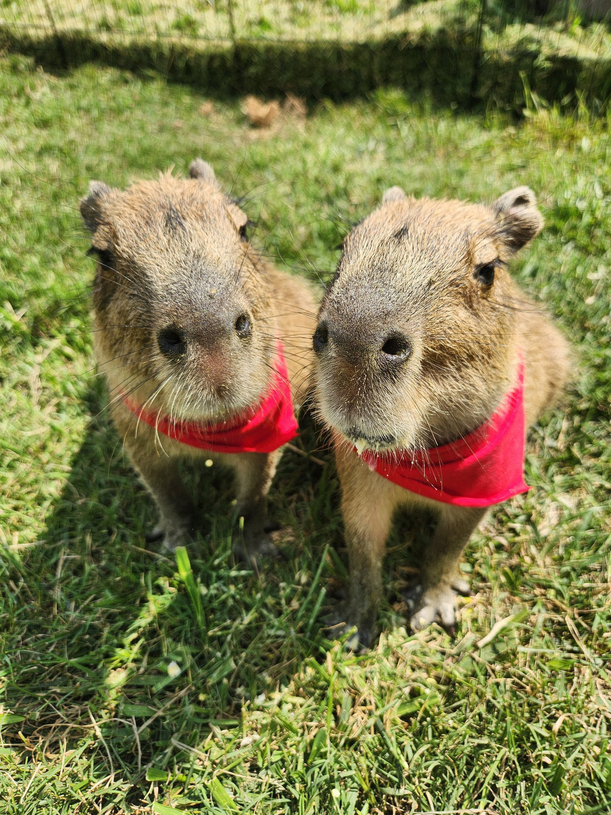 rescue capybaras