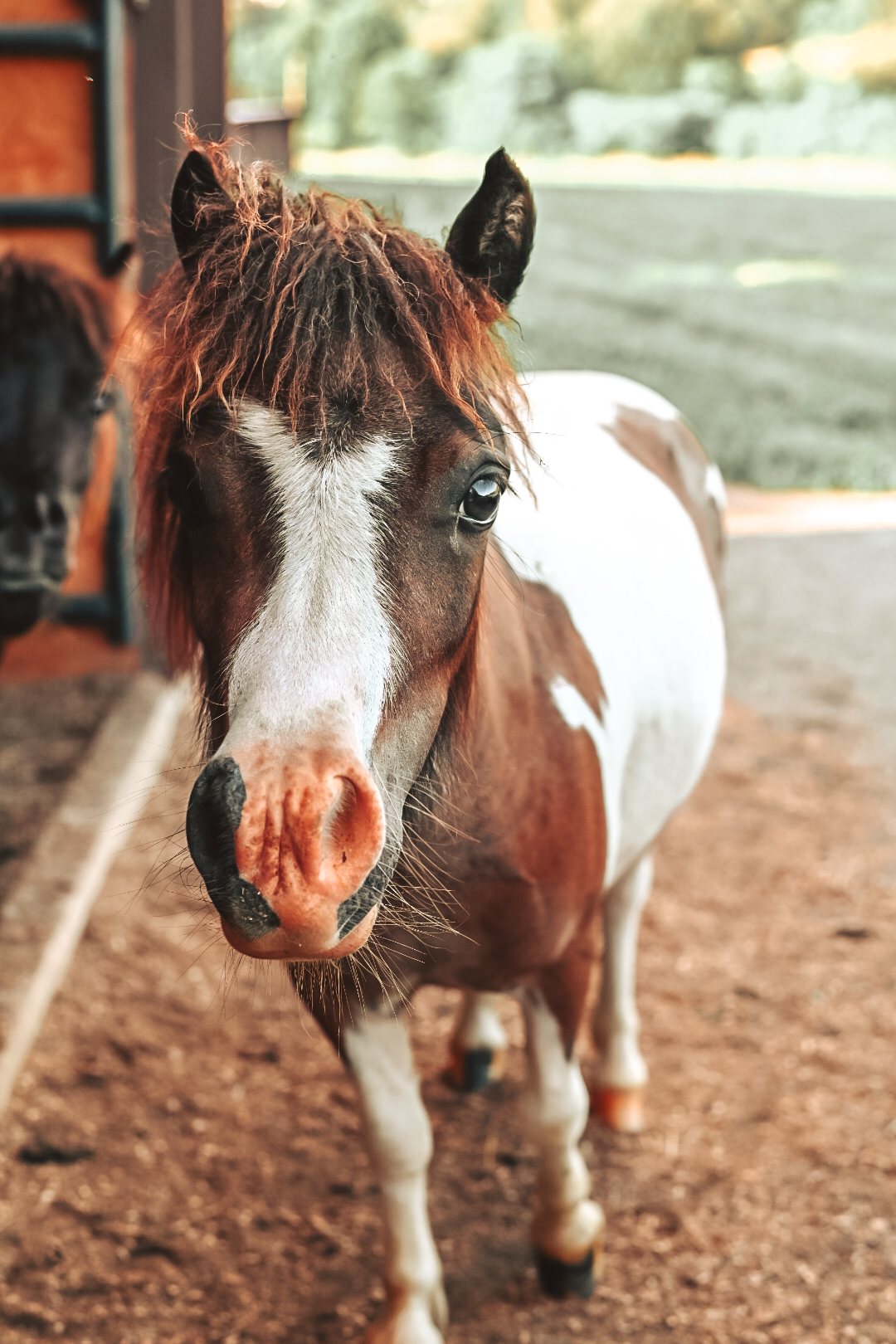 rescue horse smores