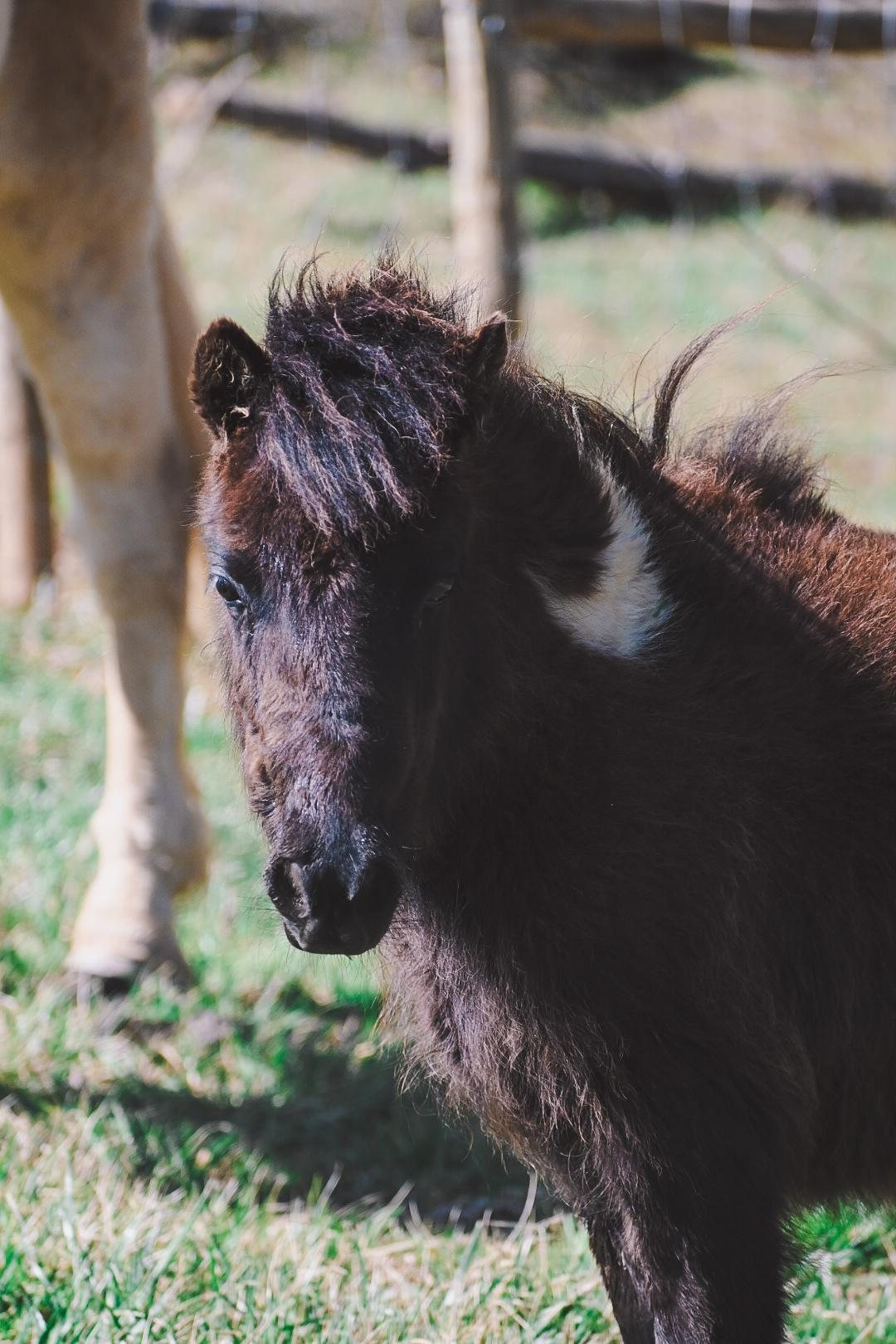 snickers pony