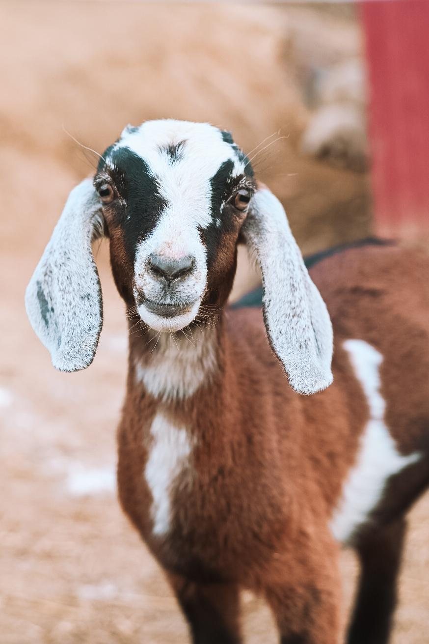 spriggy goat