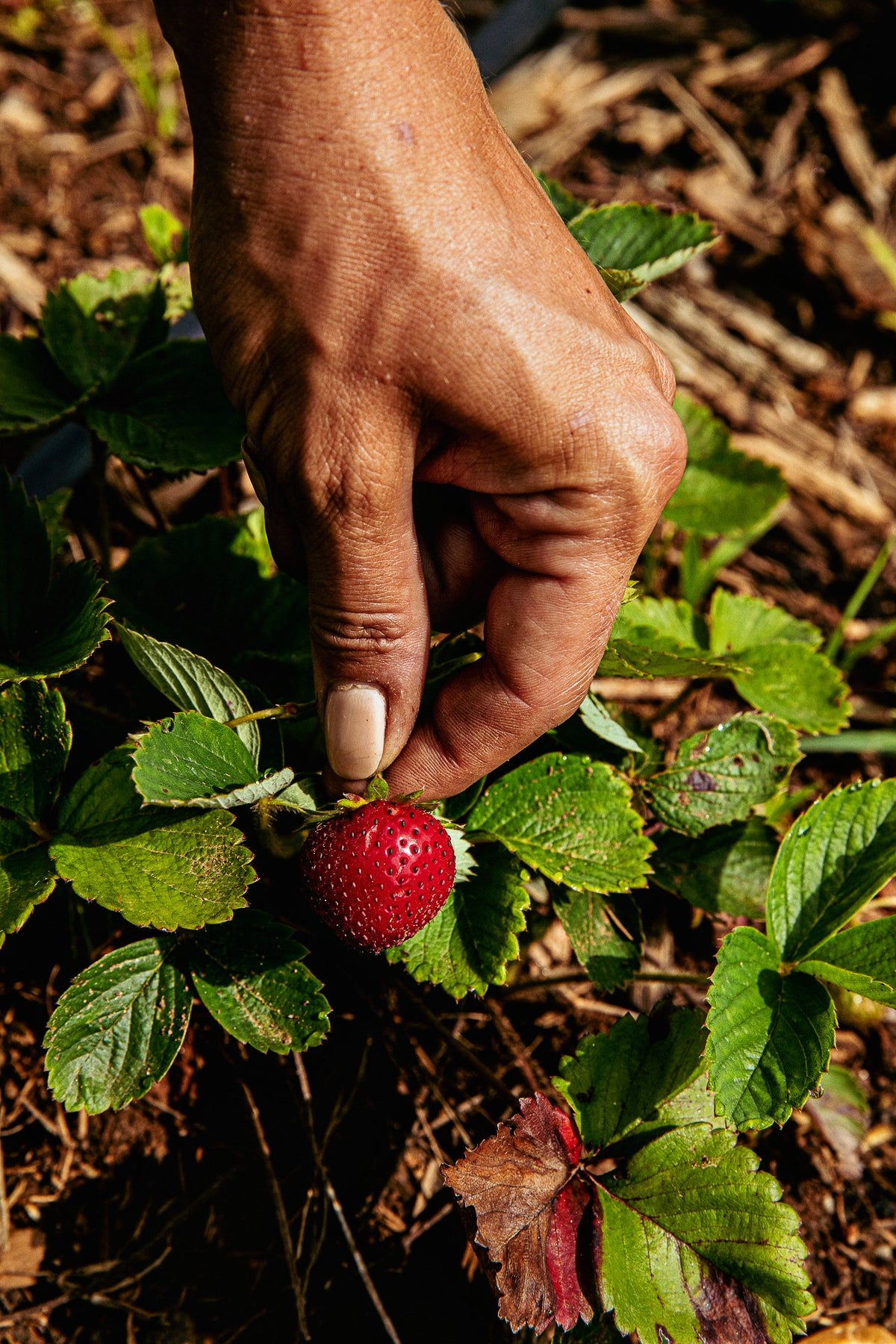 strawberry pick