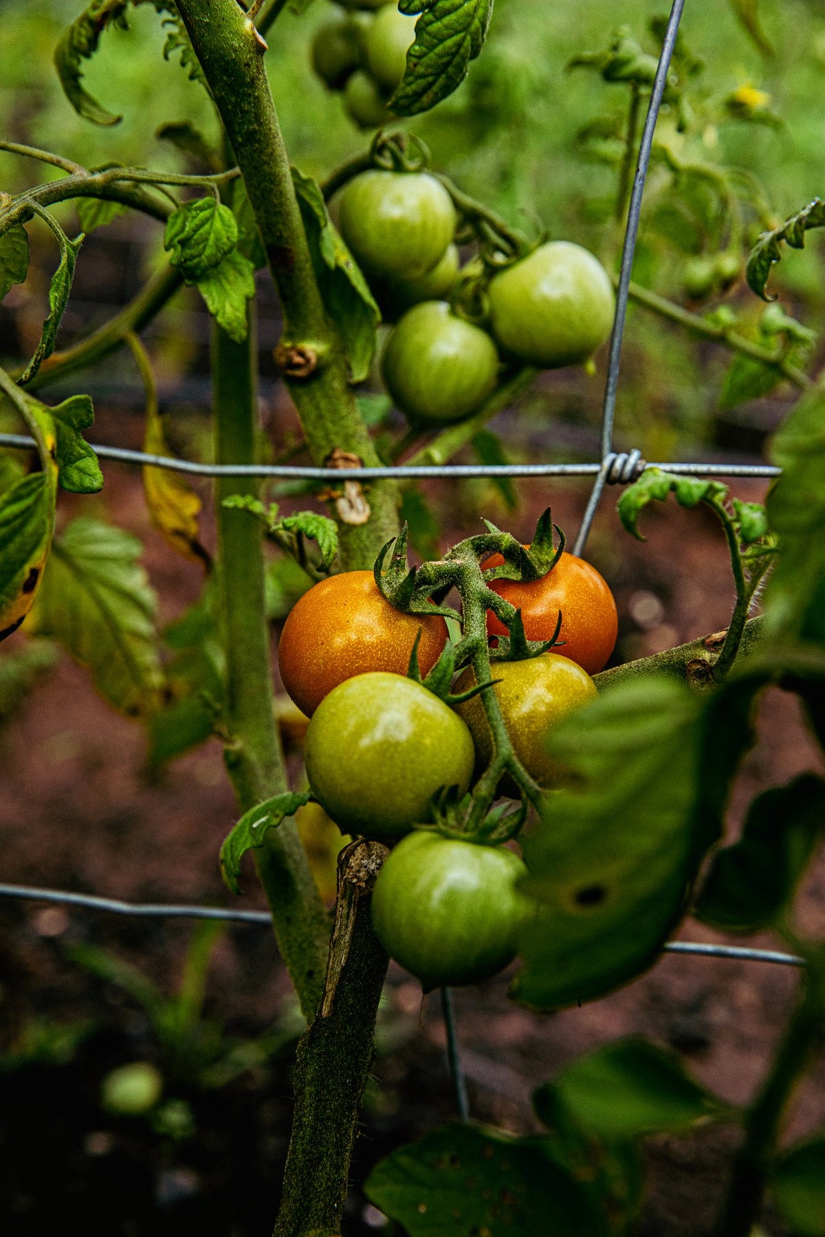 tomatoes vine