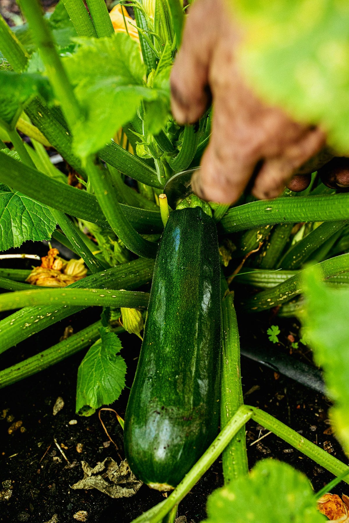 zucchini harvest