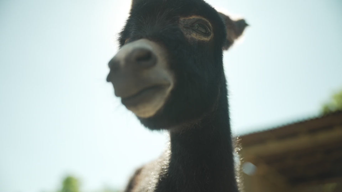 baby goat otto