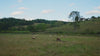 the farm pastures