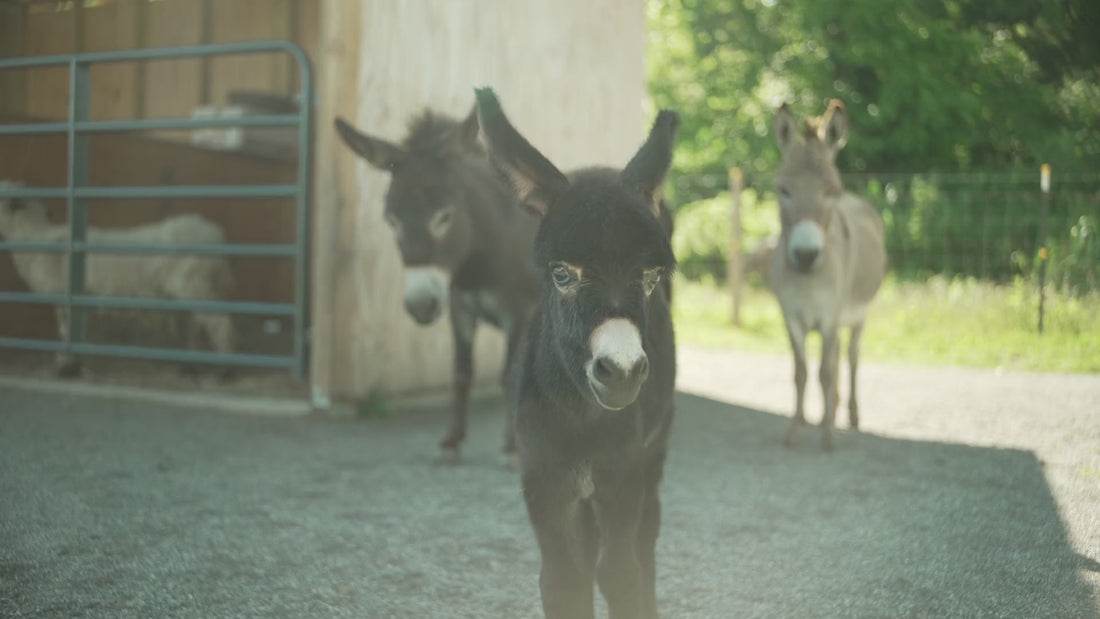 baby donkey
