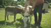 feeding donkeys