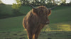 rescue animals film