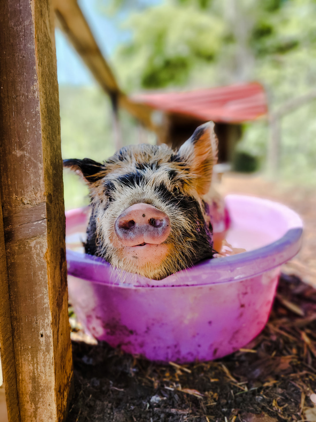 Sponsor an Animal