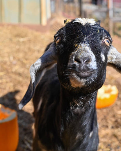 Sponsor an Animal