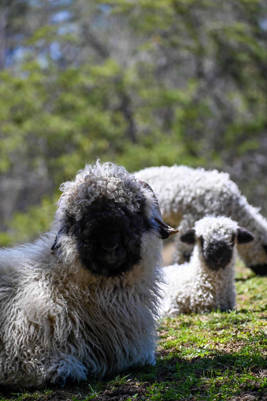 Sponsor an Animal