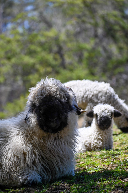 Sponsor an Animal